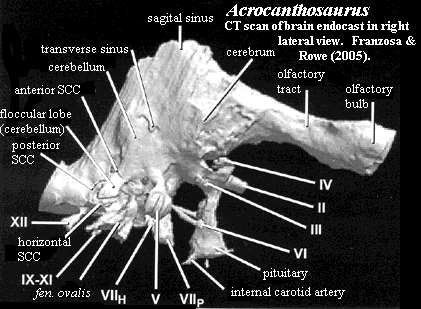 Acrocanthosaurus brain endocast.  Franzosa & Rowe (2005)