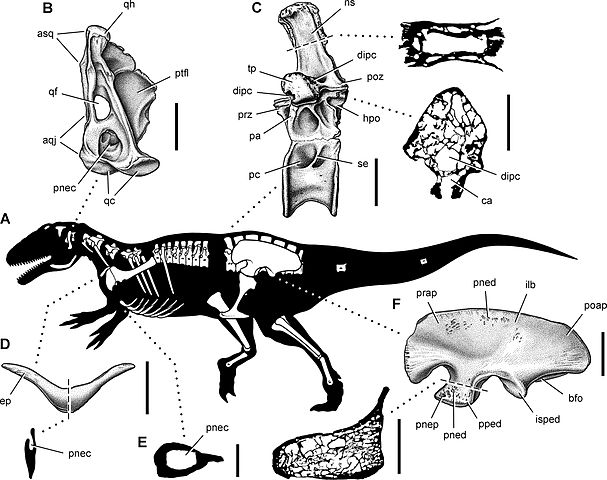 Aerosteon riocoloradensis