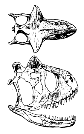 Carnotaurus sastrei