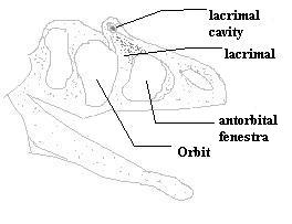 Carnosaur skull