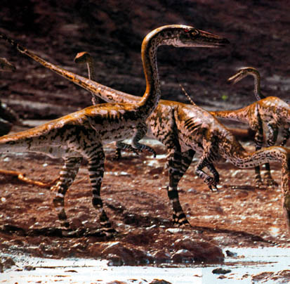 Coelophysis