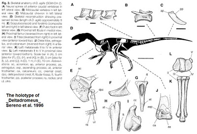 Deltadromeus holotype