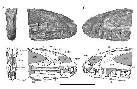 Dracovenator