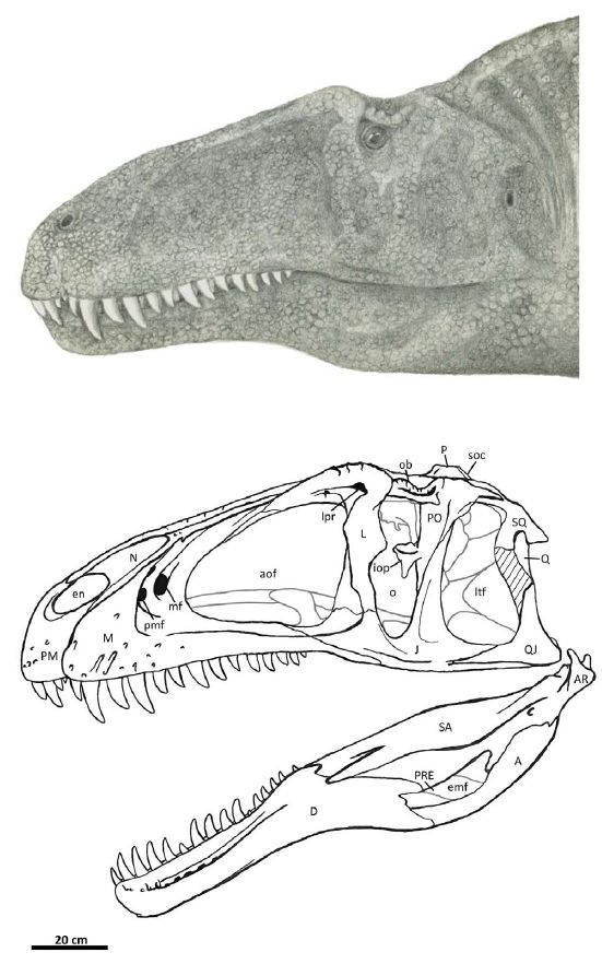 Flesh reconstruction and line drawing of the skull of Acrocanthosaurus atokensis