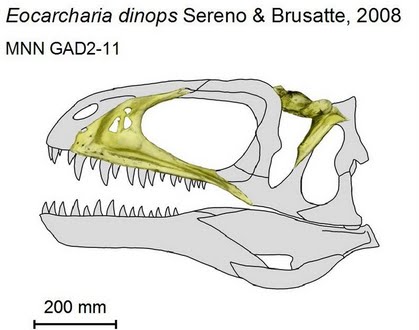 Eocarcharia dinops - illustration by Norbu Tamura