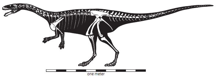 Masiakasaurus knopfleri