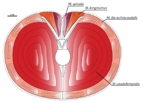 Cross-section through the tail of Carnotaurus sastrei showing caudal vertebra and accompanying musculature