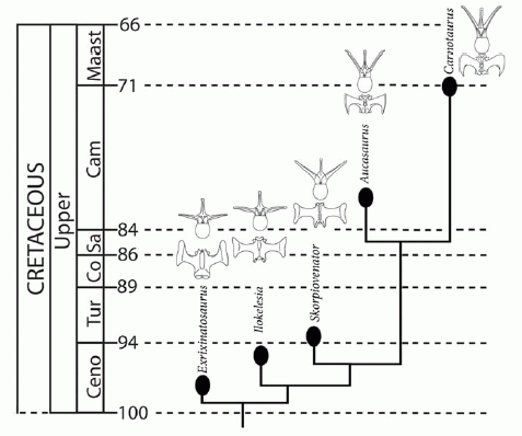 Chronostratigraphy and phylogeny of South American Abelisauridae