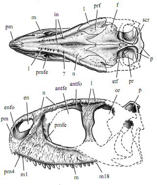 Rugops primus