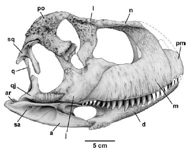 Skorpiovenator bustingorryi