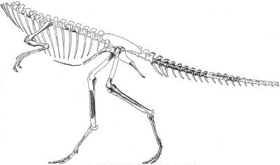 Segisaurus  holotype, from Camp 1936 