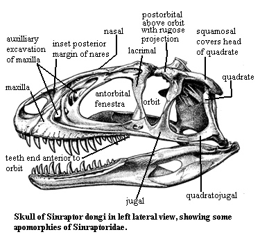 Sinraptor skull.  Currie & Zhao (1993)