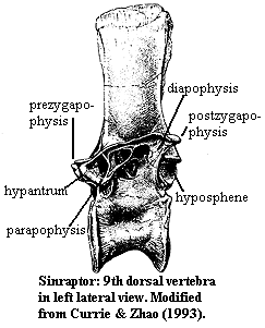 Sinraptor 9th dorsal vertebra