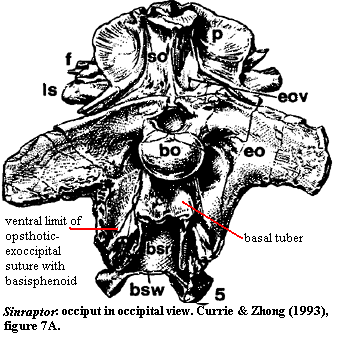 Occiput in occipital view