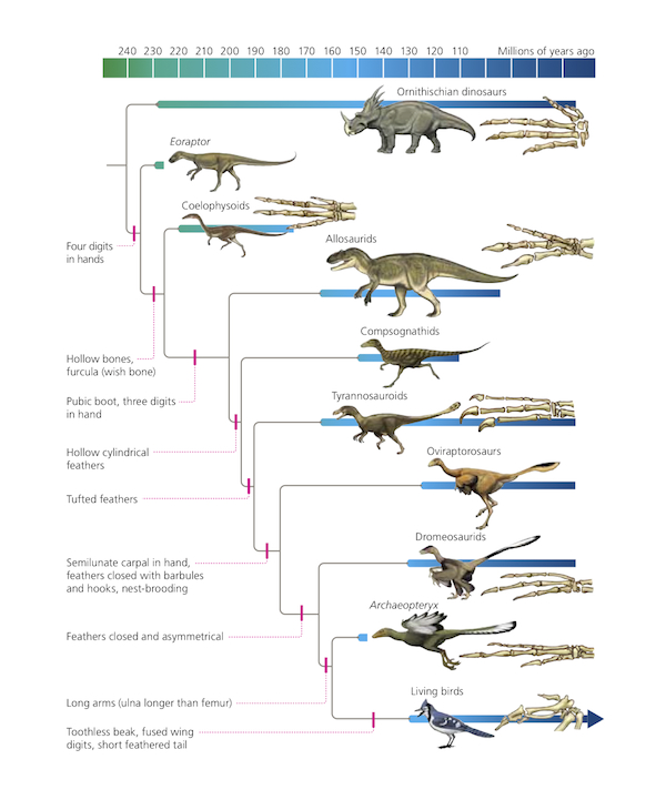 Dendrogram showing the evolution of dinosaurs into birds, by Carl Zimmer