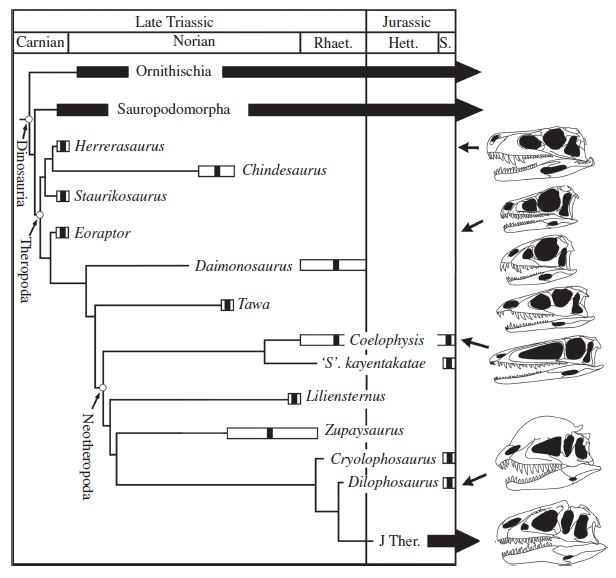 Daemonosaurus, after Sues et al 2011