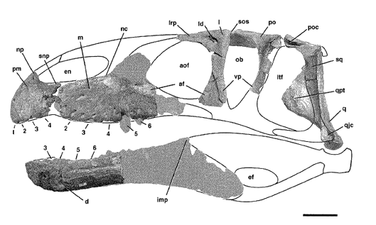 Eustreptospondylus oxoniensis