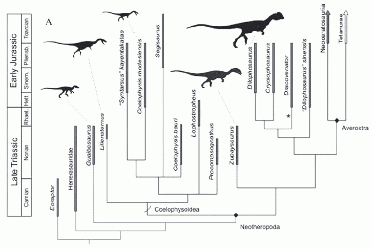 Neotheropod phylogeny