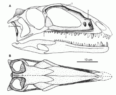 Zupaysaurus rougieri