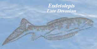 Endeiolepis