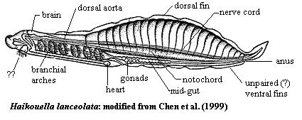 Haikouella lanceolata