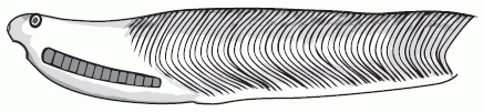 Jamoytius kerwoodi, reconstruction by Sansom et al 2010