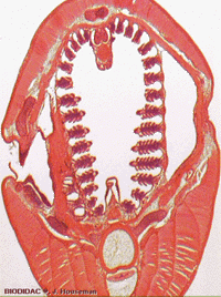 cross-section of ammocete