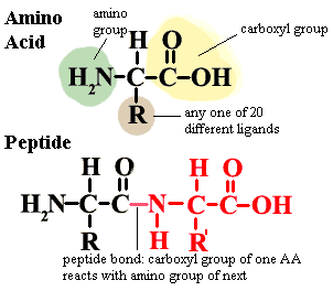 Amino acids