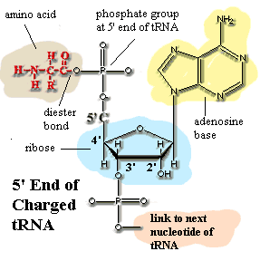 amino acyl-tRNA