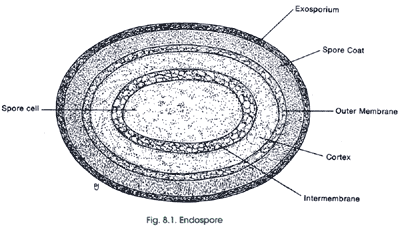 endospore cross-section