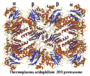 Thermoplasma 20S proteasome