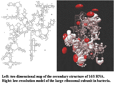 rRNA secondary and tertiary structures
