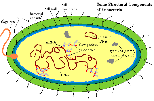 kingdom eubacteria examples organisms