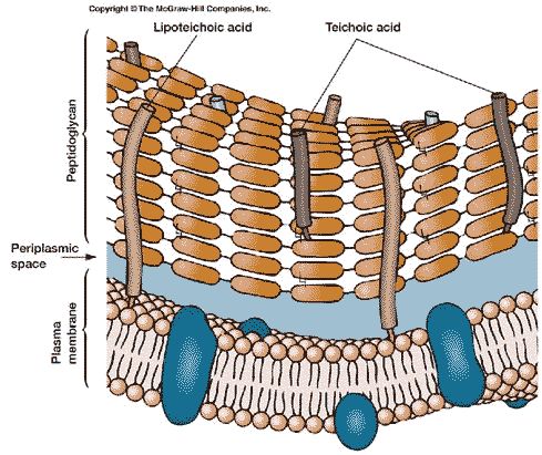 archaeal cell wall