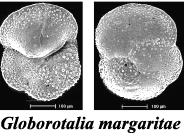 Globorotalia margaritae