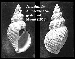 Neadmete. From Mount (1970)