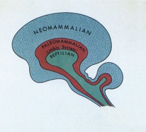 Stylised representation of the triune brain
