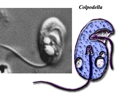 Colpodella