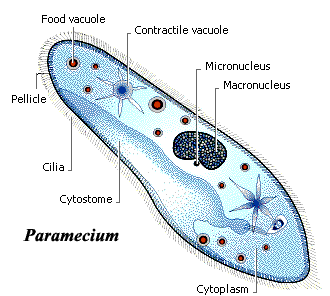 images of paramecium