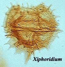 Xiphoridium