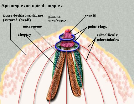 Apical complex. ATW