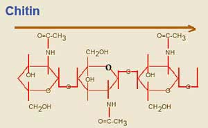 Chitin