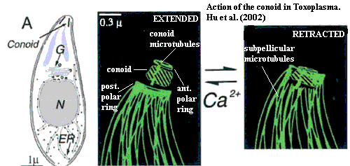 Conoid in Toxoplasma. Hu et al. (2002)