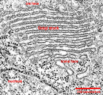 Dictyosome (Golgi complex) from Trimastix