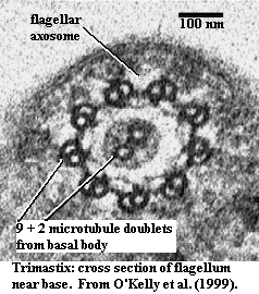 Trimastix: flagellum cross section, showing 9+2 doublets