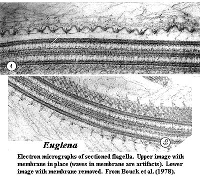 Euglena flagella with mastigoneses from Bouck et al. (1978)
