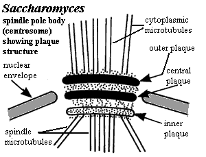 Plaque, centrosomal