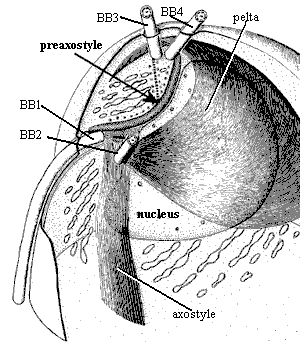 Anteroventral view of oxymonad