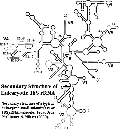 18S Secondary structure from Ueda-Nishimura & Mikata (2000)