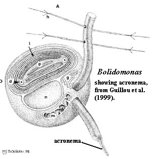 Bolidomonas, with acronema, from Guillou et al. (1999).